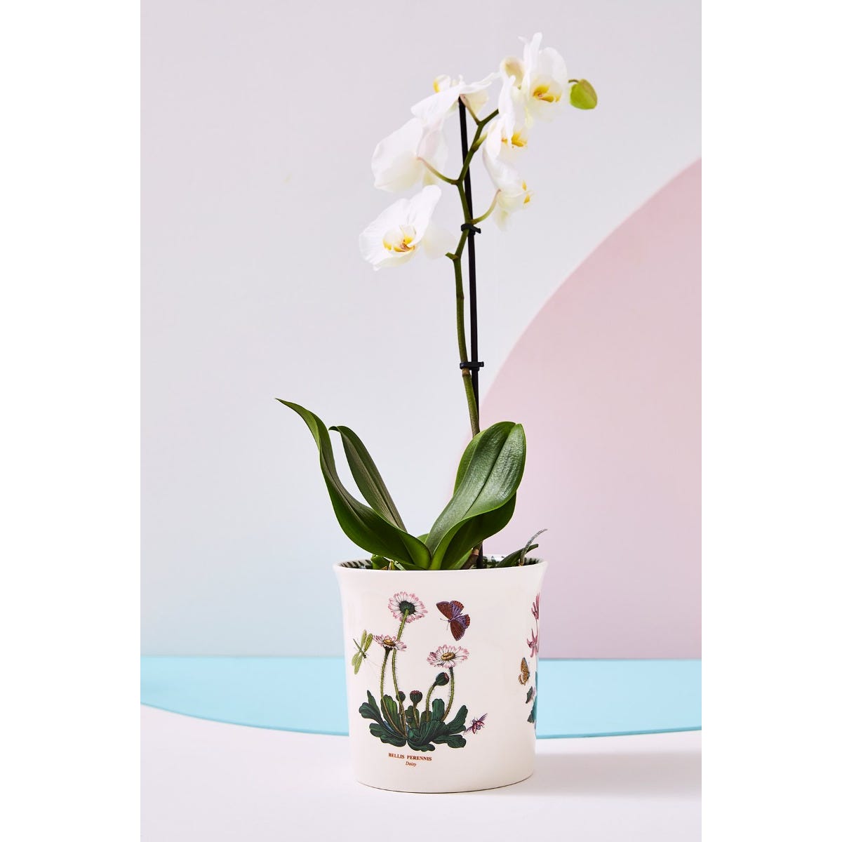 Botanic Garden Orchid Pot